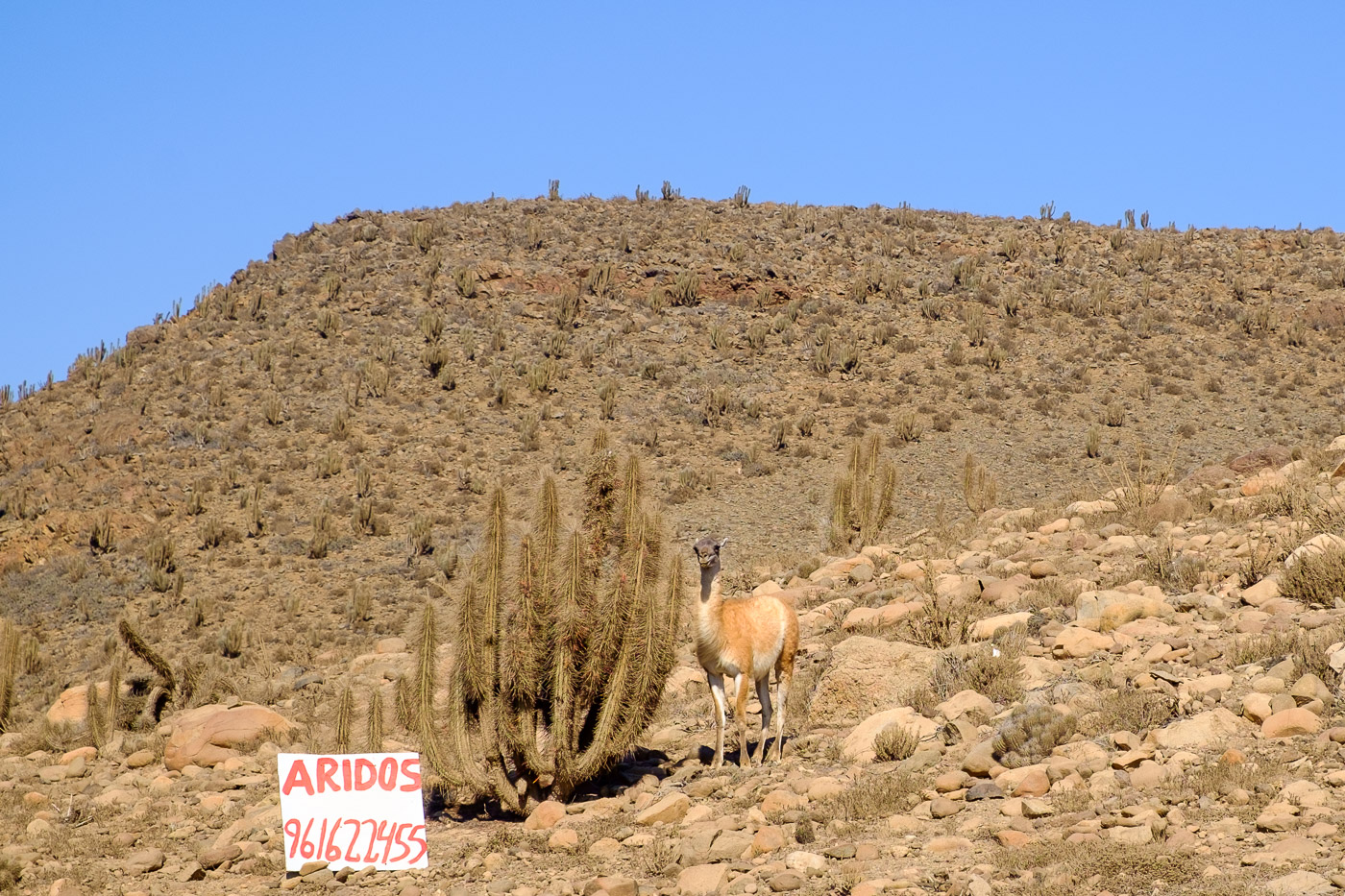 Aridos - Guanaco in the desert